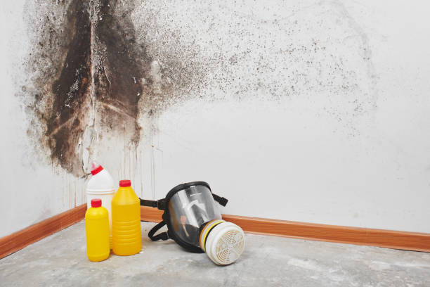 Best Mold Remediation for Specific Building Types in Shelbina, MO