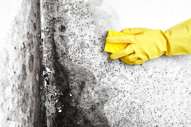 Best Preventive Mold Services in Shelbina, MO