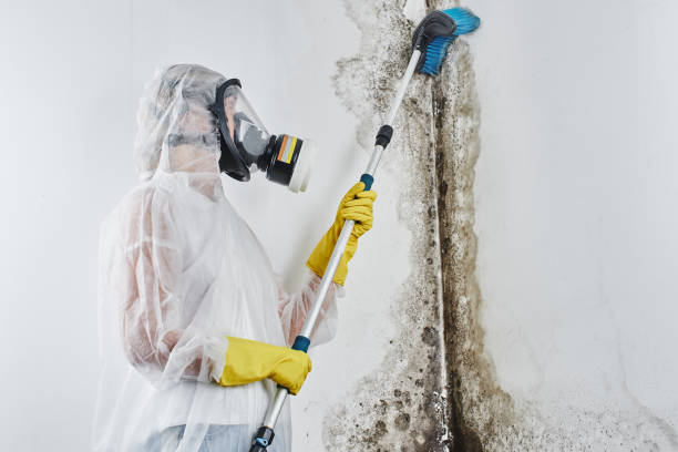 Best Attic Mold Remediation in Shelbina, MO
