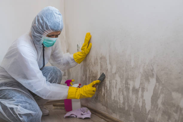 Best White Mold Remediation in Shelbina, MO