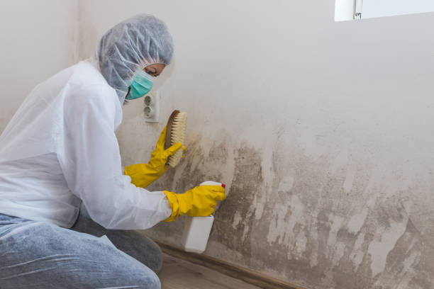 Best Residential Mold Remediation in Shelbina, MO