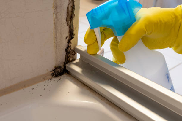 Best Preventive Mold Services in Shelbina, MO