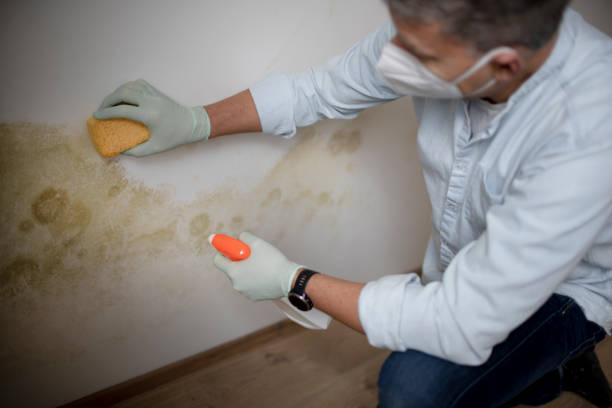 Best Black Mold Remediation in Shelbina, MO