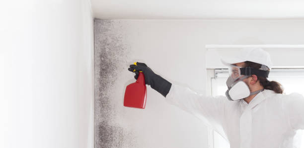 Best Post-Flood Mold Remediation in Shelbina, MO