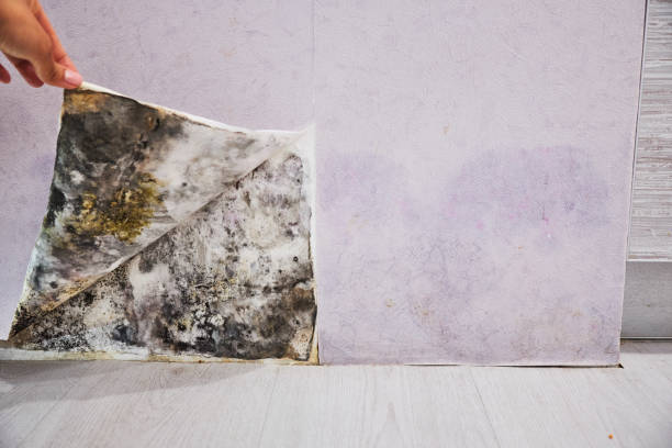 Best Bathroom Mold Remediation in Shelbina, MO